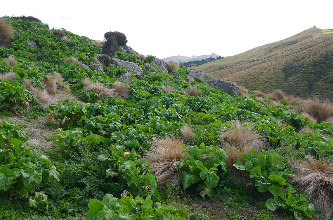 Oversown Swedes/Turnips amongst rocks Autumn 2015