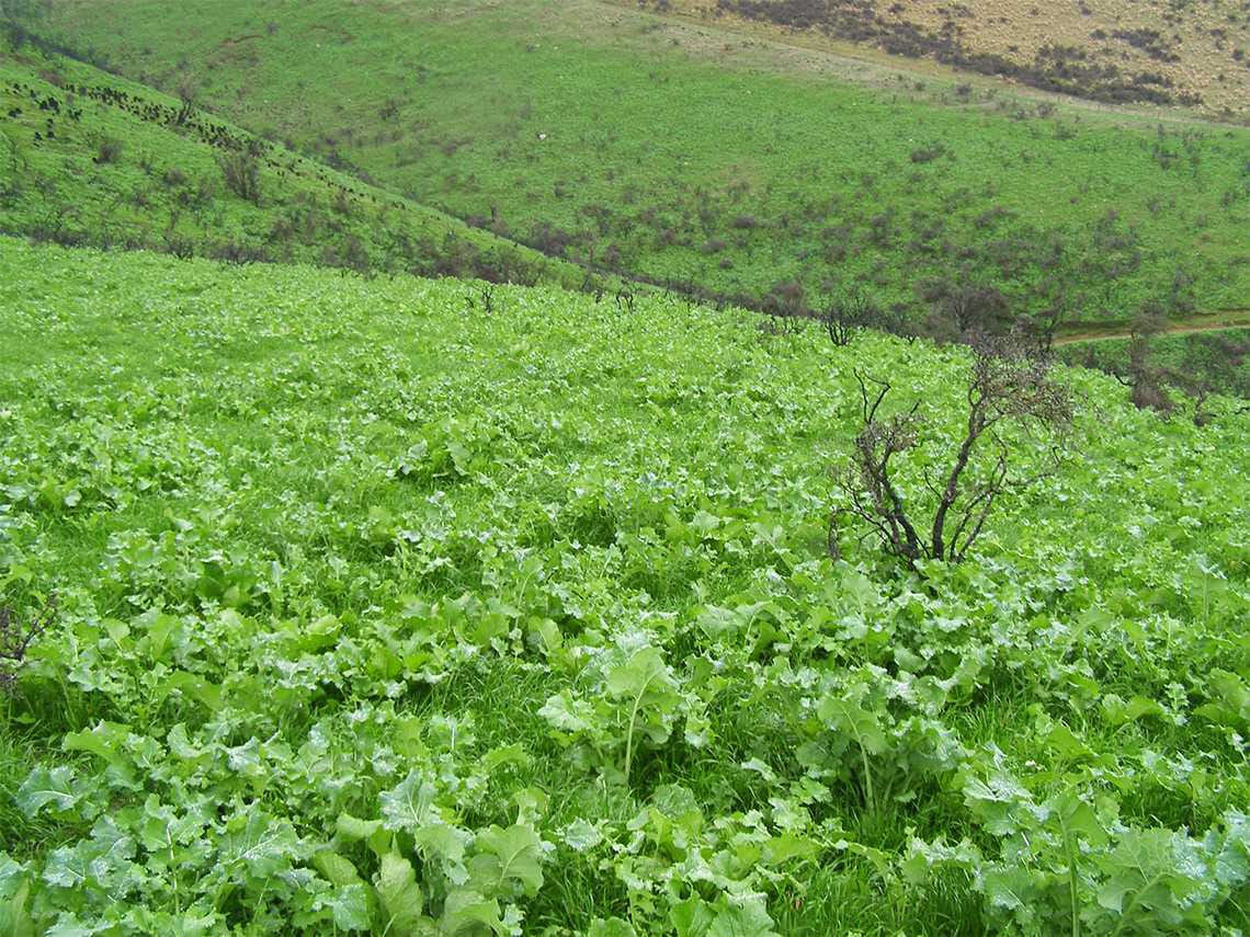 Established crop/pasture May 2013
